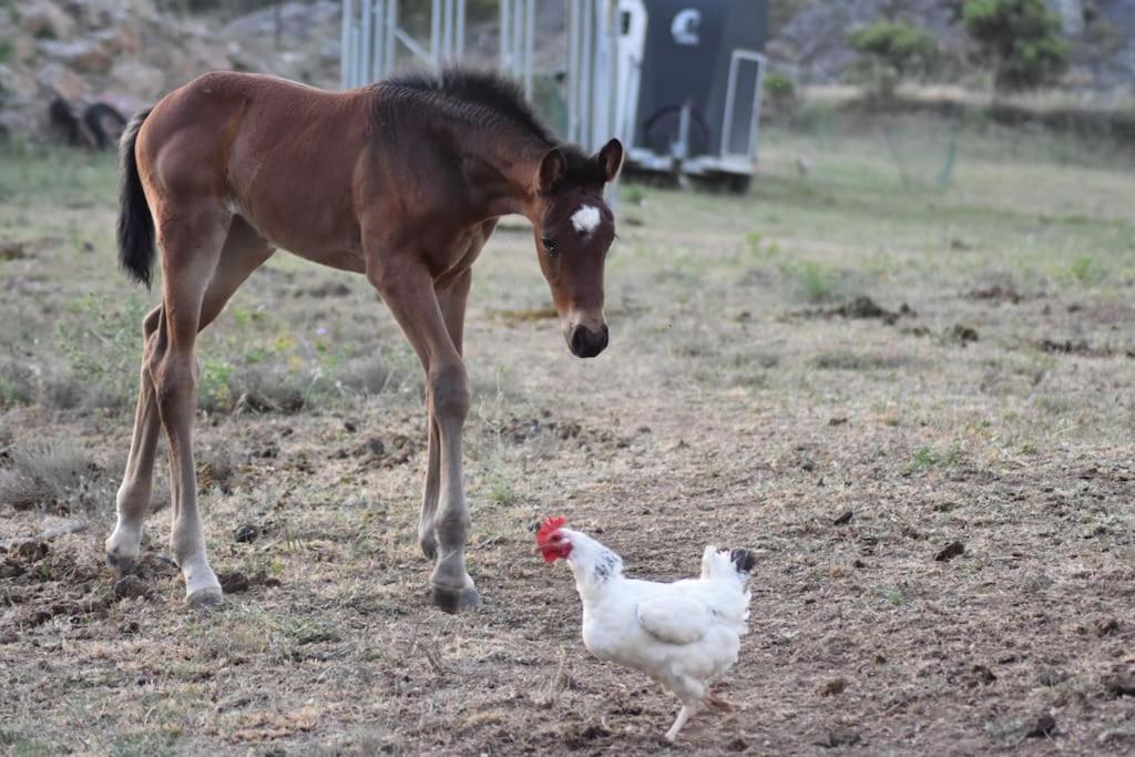Gite A La Ferme Avec Jacuzzi Et Sauna Villefloure エクステリア 写真
