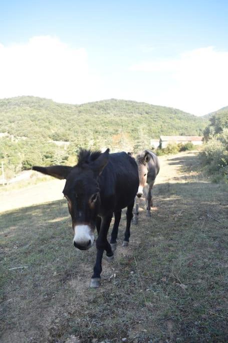 Gite A La Ferme Avec Jacuzzi Et Sauna Villefloure エクステリア 写真